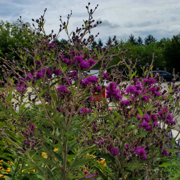 plant image 1614374 plant image 1614374