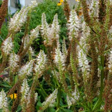 Veronicastrum virginicum 'Album'