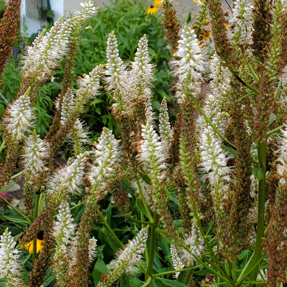 plant image 1614887 plant image 1614887