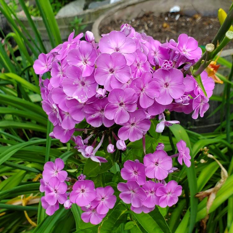 Plant image Phlox paniculata 'Blue Boy'