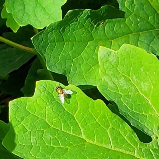 plant image 1615778 plant image 1615778