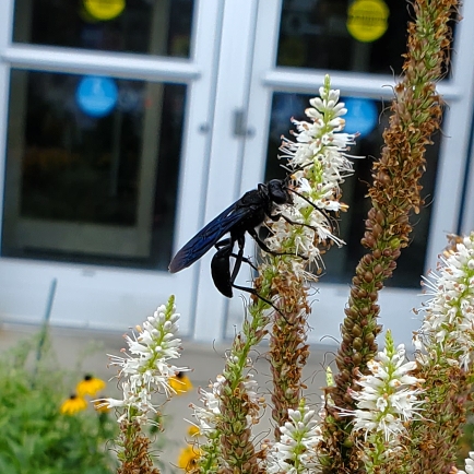 plant image 1615907 plant image 1615907