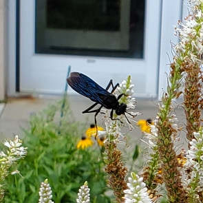 plant image 1616044 plant image 1616044