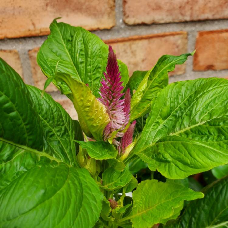 plant image 1617275