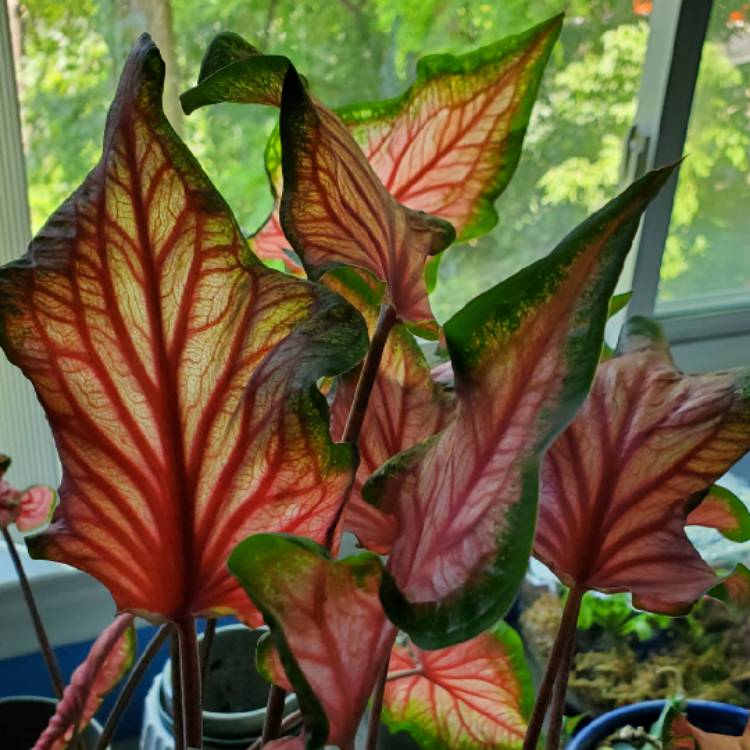 plant image 1618327 plant image 1618327