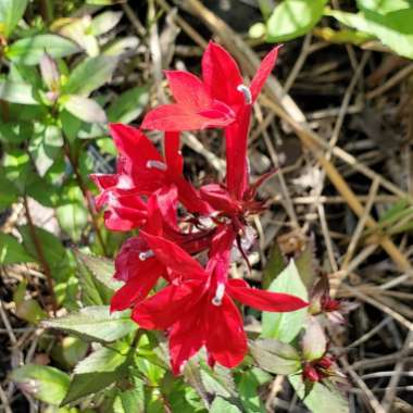 Lobelia Cardinalis syn.Lobelia fulgens ; Lobelia splendens