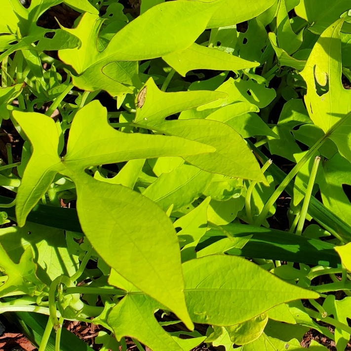 Plant image Ipomoea batatas