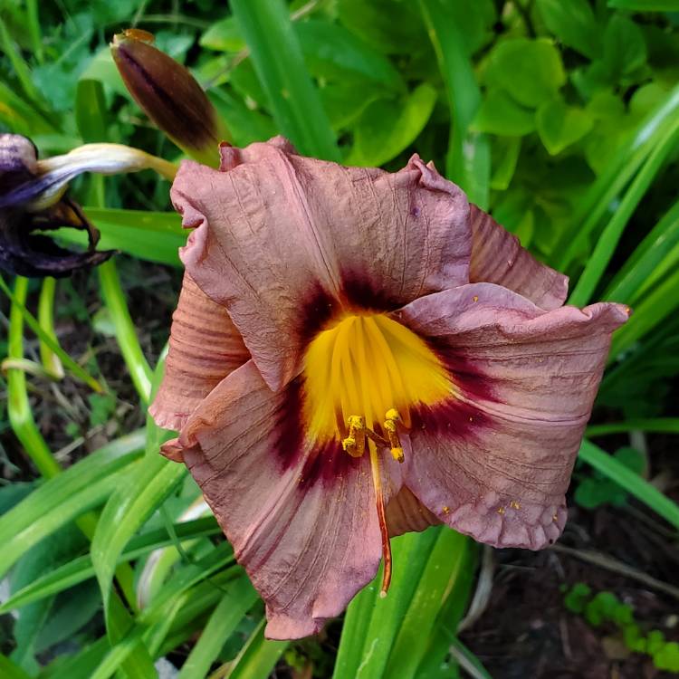 Plant image Hemerocallis 'Old Termite'