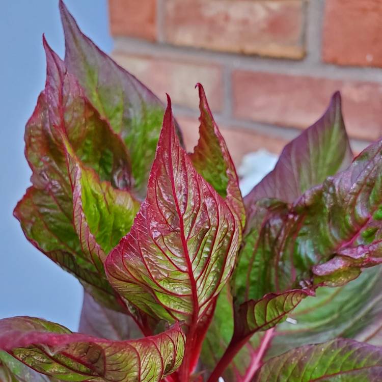 plant image 1620310