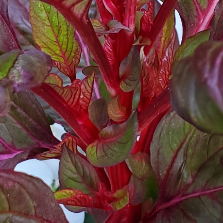 plant image 1620957