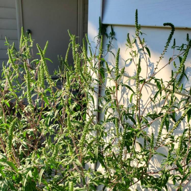 plant image 1621646