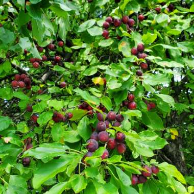 Malus sylvestris