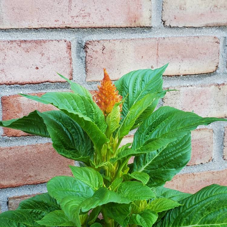 plant image 1623944