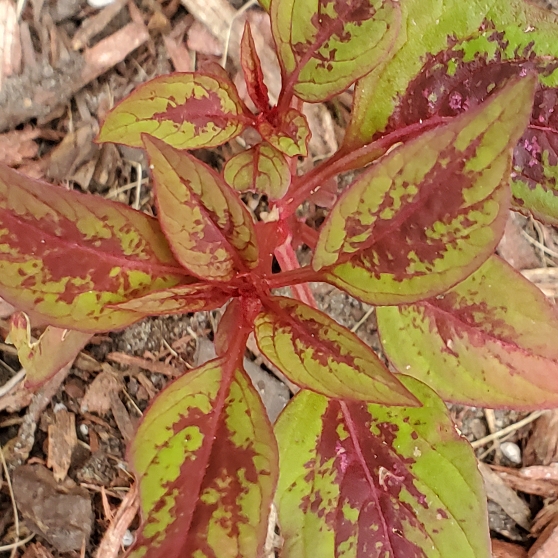 plant image 1624705