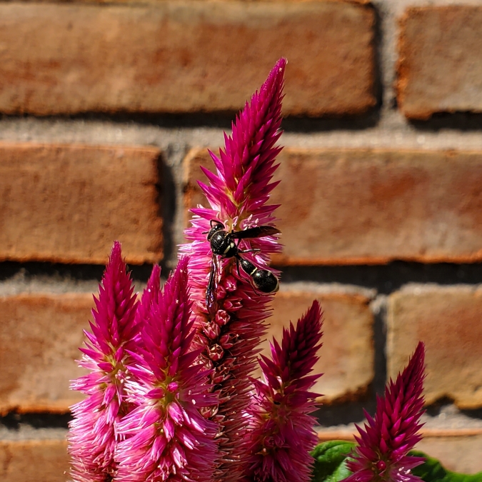 plant image 1625293