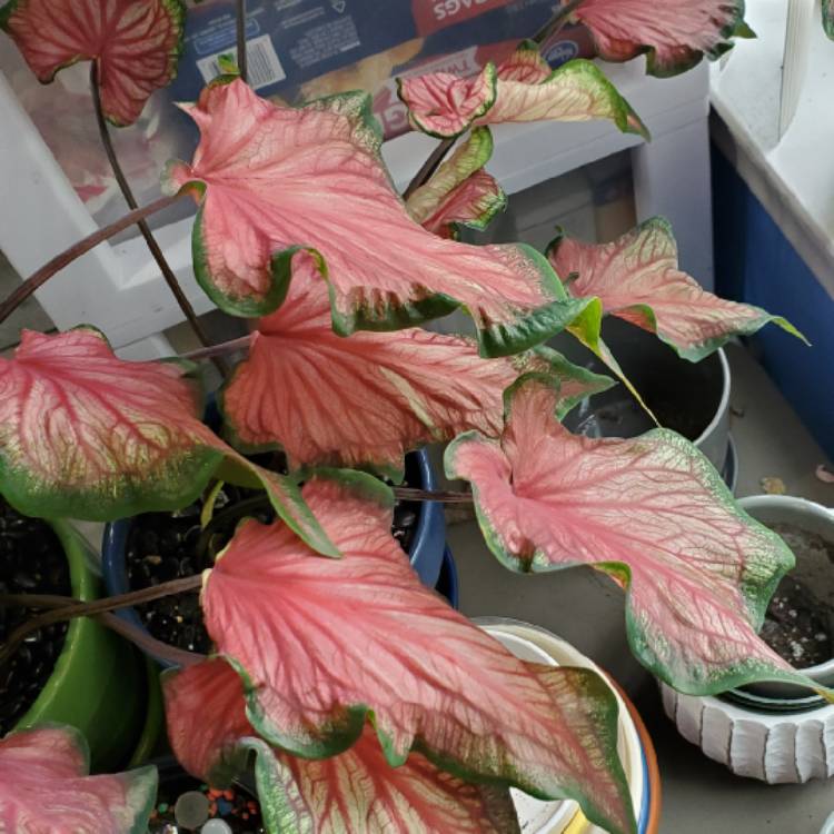 plant image 1626062 plant image 1626062