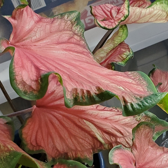 plant image 1626308 plant image 1626308