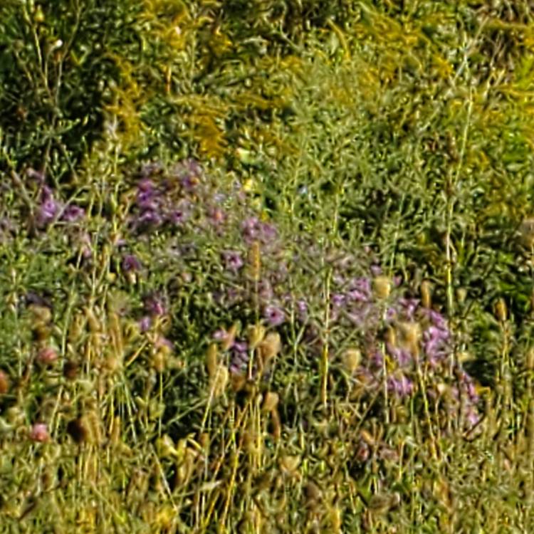 plant image 1627106 plant image 1627106