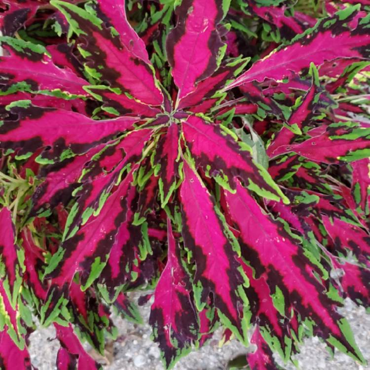 plant image 1627263 plant image 1627263