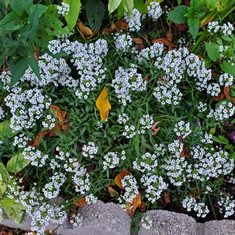 plant image 1627559