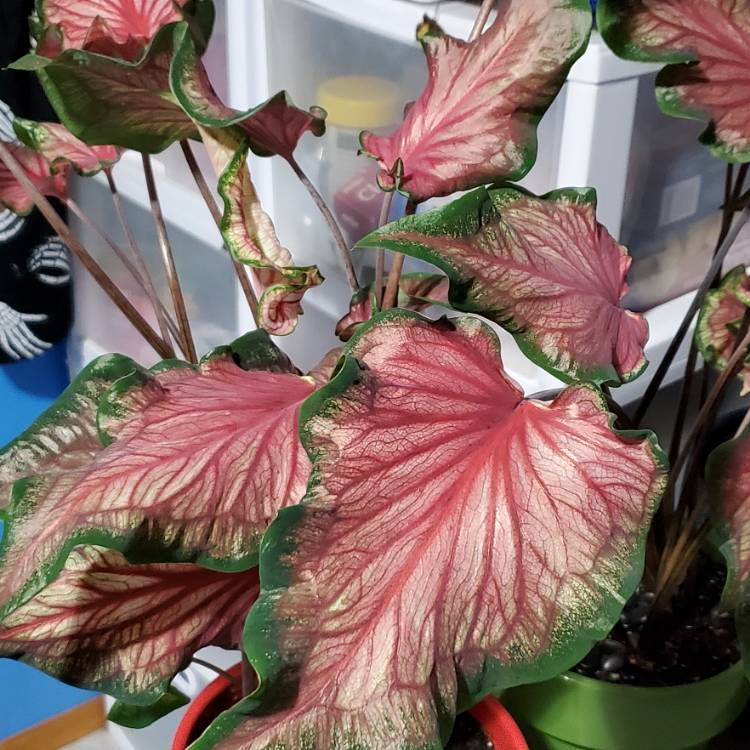 plant image 1628371 plant image 1628371