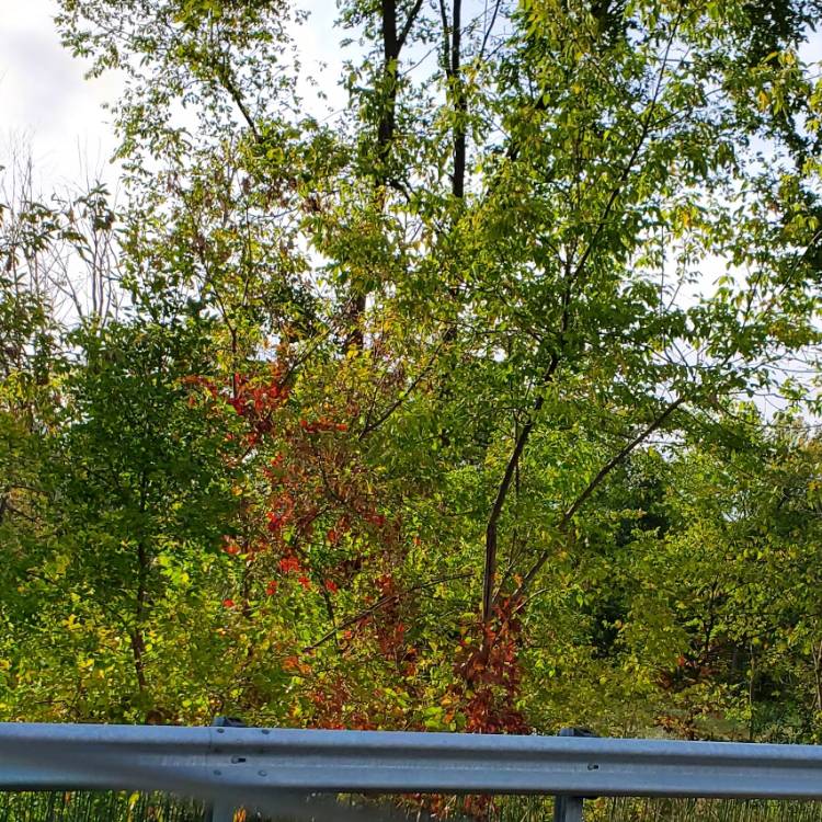 plant image 1629234