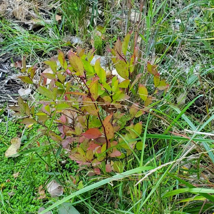 plant image 1630152 plant image 1630152