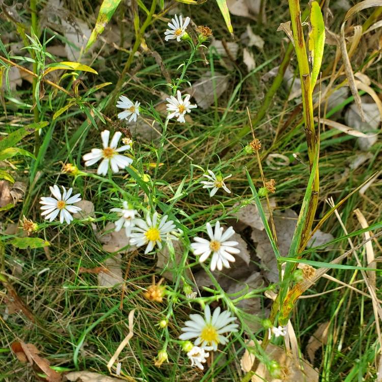 plant image 1630687
