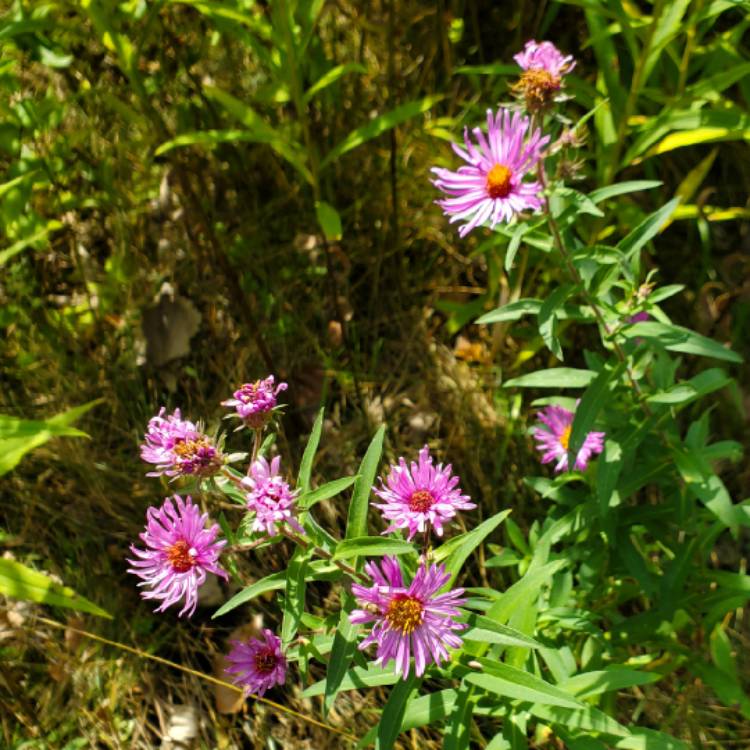 plant image 1630688 plant image 1630688