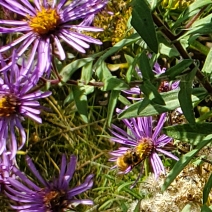 plant image 1630690 plant image 1630690