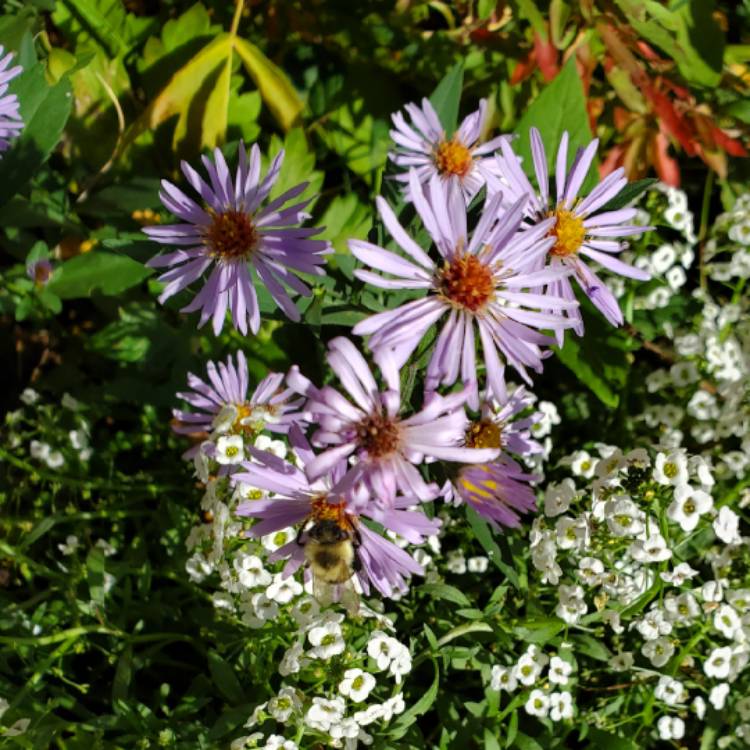 plant image 1630996 plant image 1630996