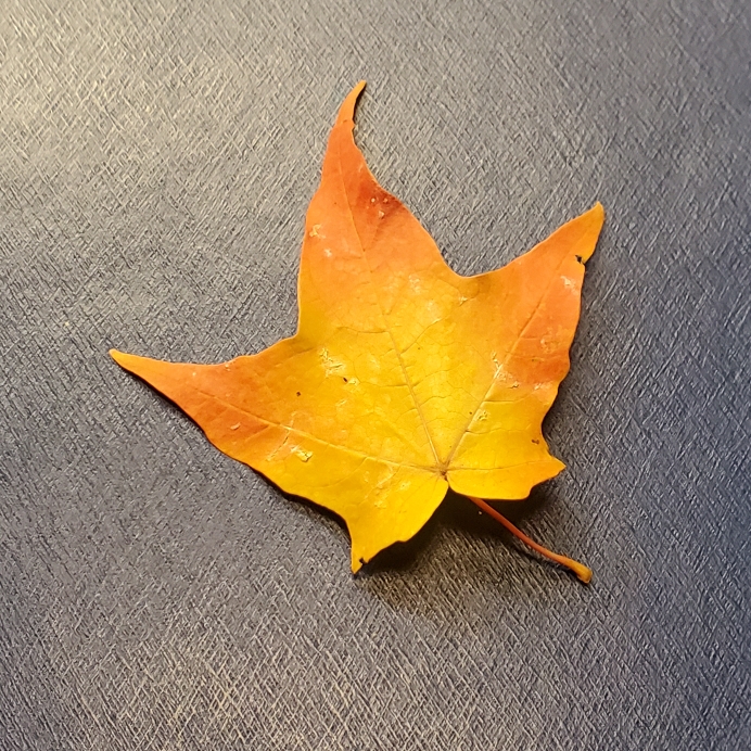 plant image 1632121