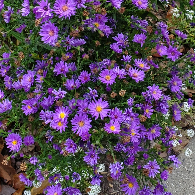plant image 1632124 plant image 1632124