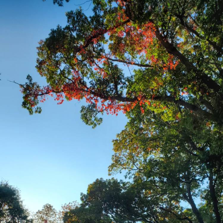 plant image 1632133