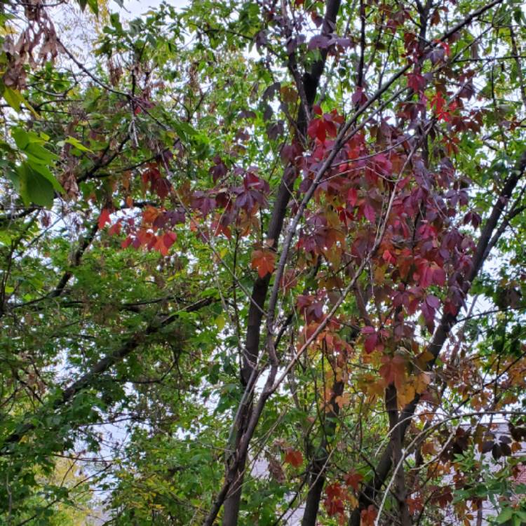 plant image 1632135