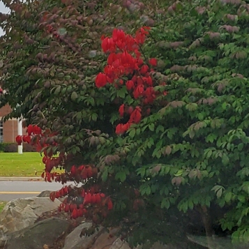 Plant image Euonymus alatus
