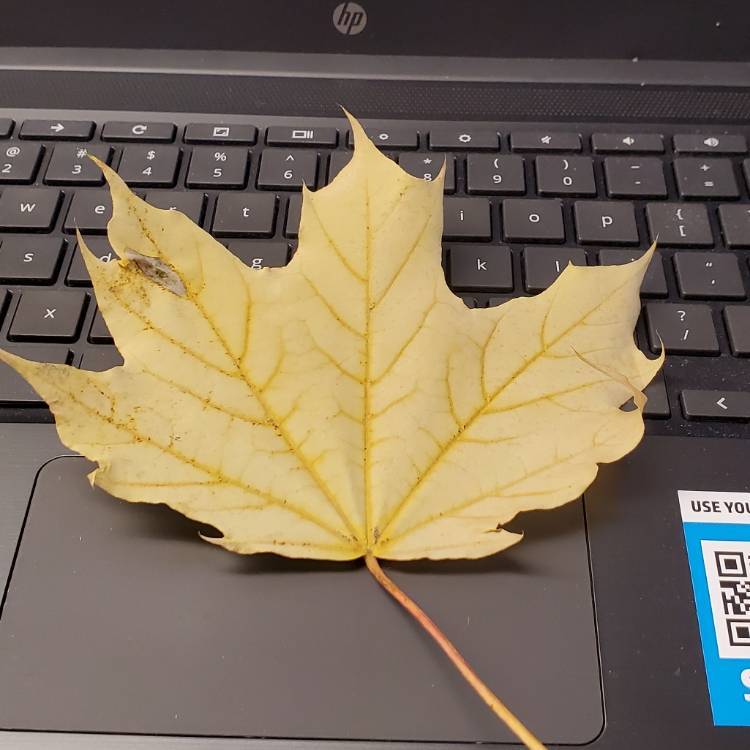Plant image Acer