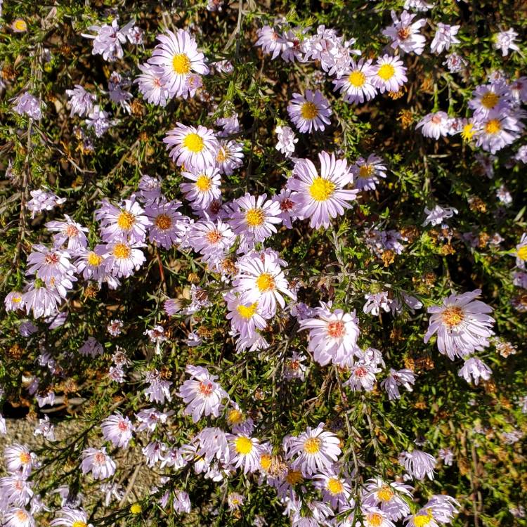 plant image 1636669