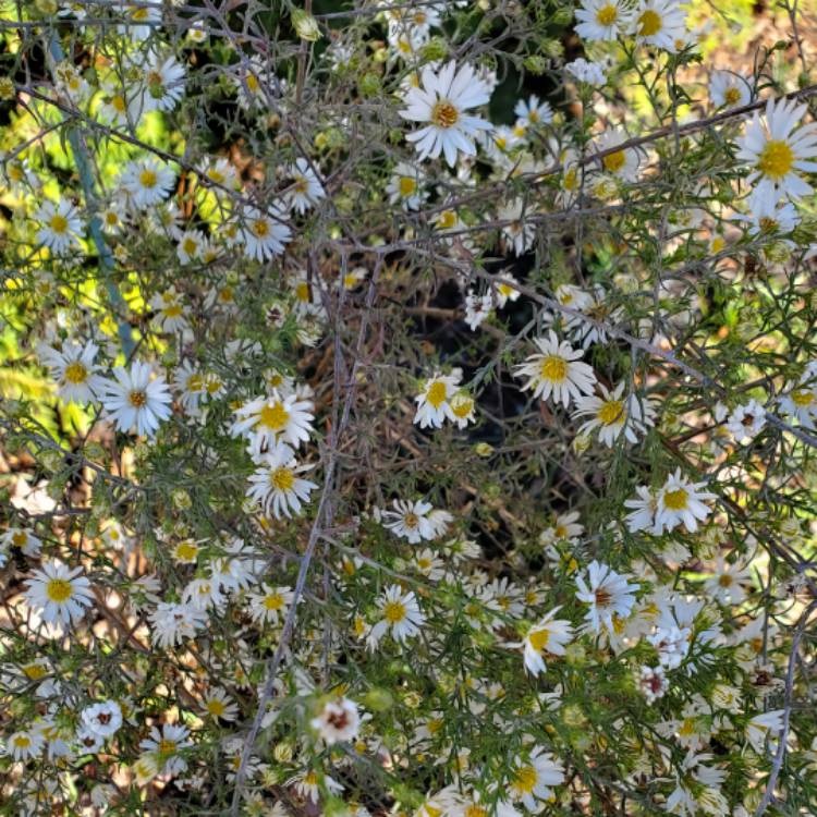 plant image 1636674