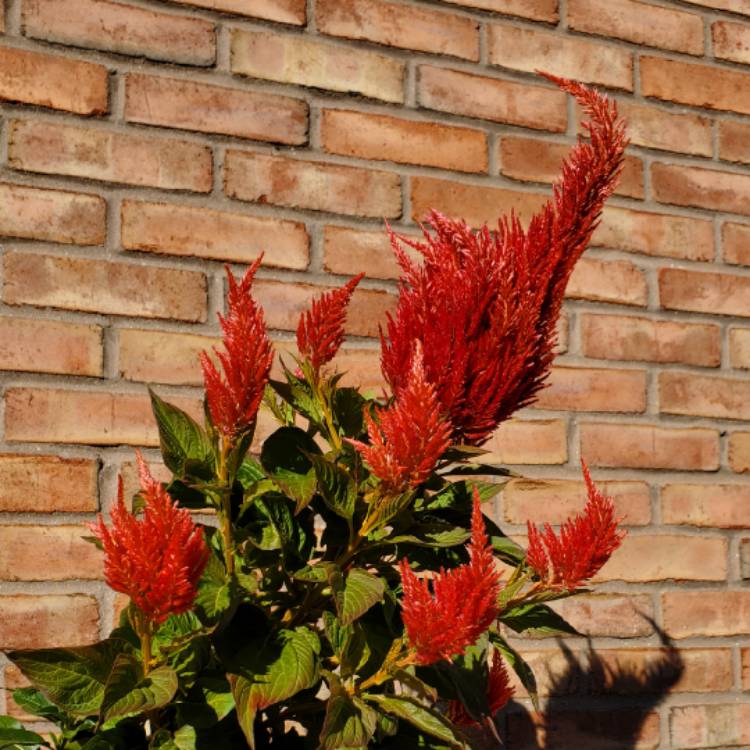 plant image 1636862