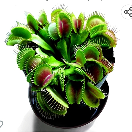 plant image 1640827