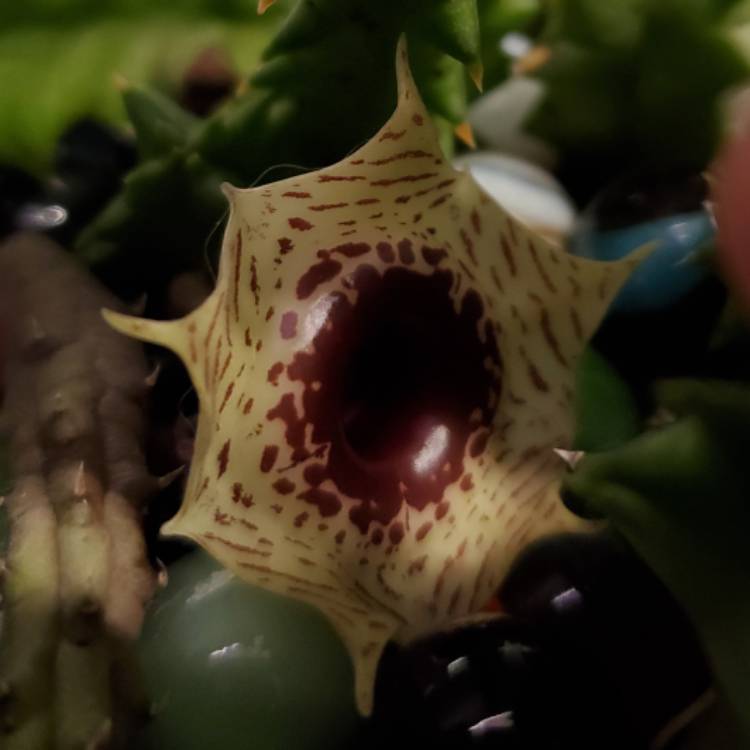plant image 1641155
