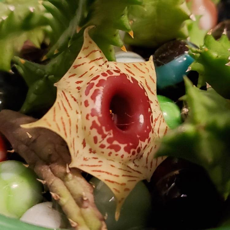 plant image 1641566