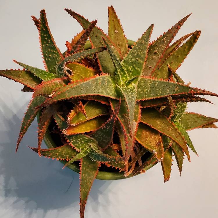 plant image 1641722 plant image 1641722