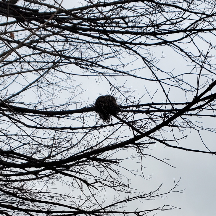 plant image 1641939