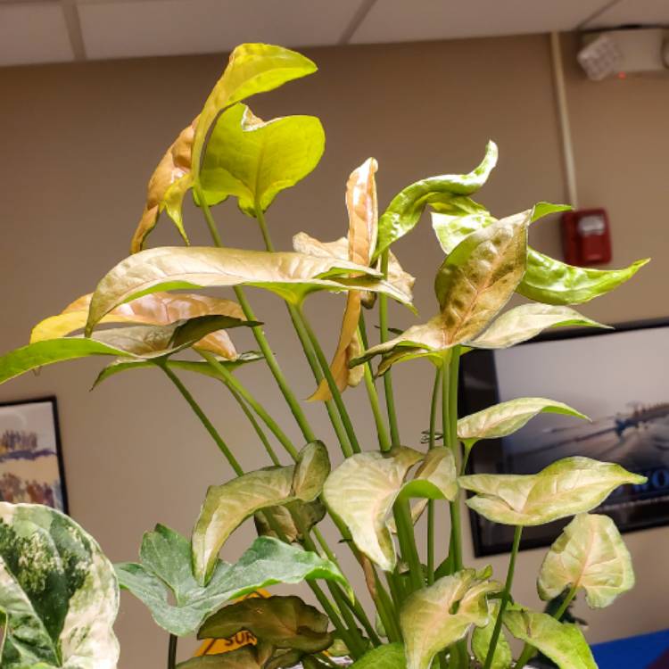 plant image 1642211 plant image 1642211