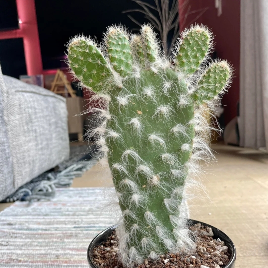 Plant image Opuntia