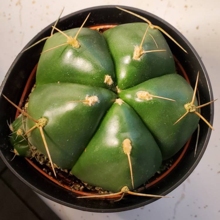 plant image 1644671