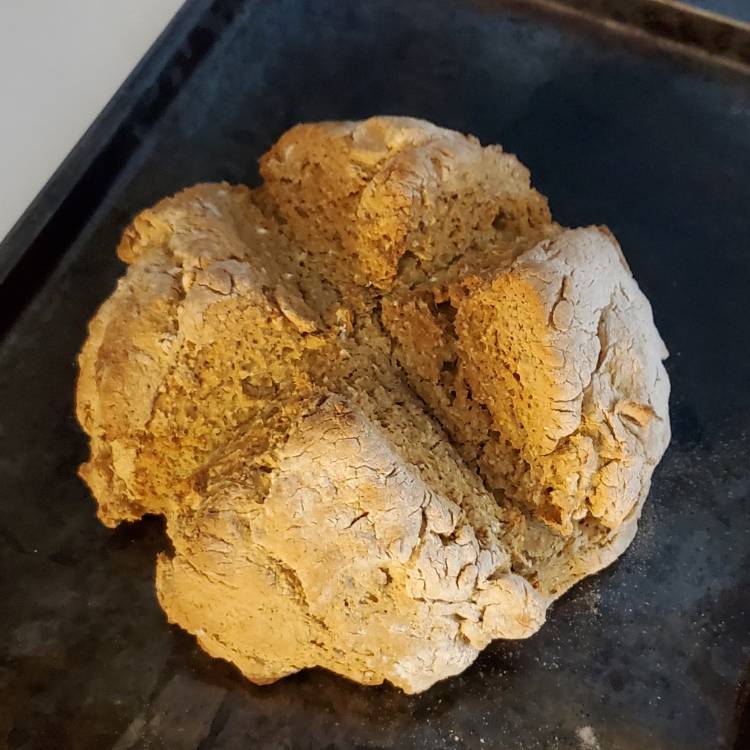 plant image 1644762