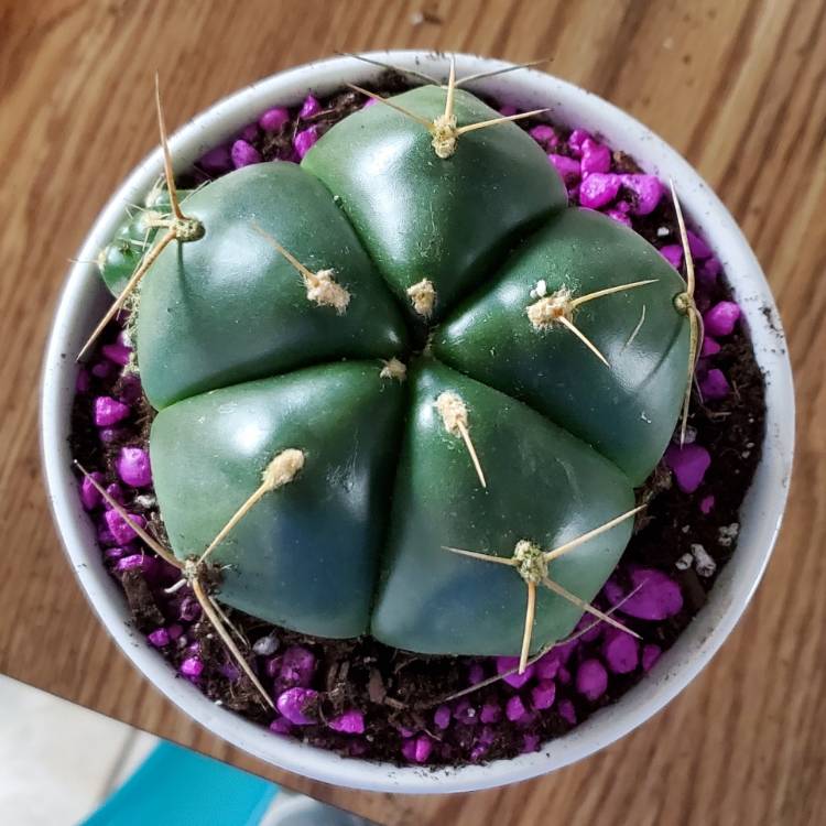 plant image 1644857